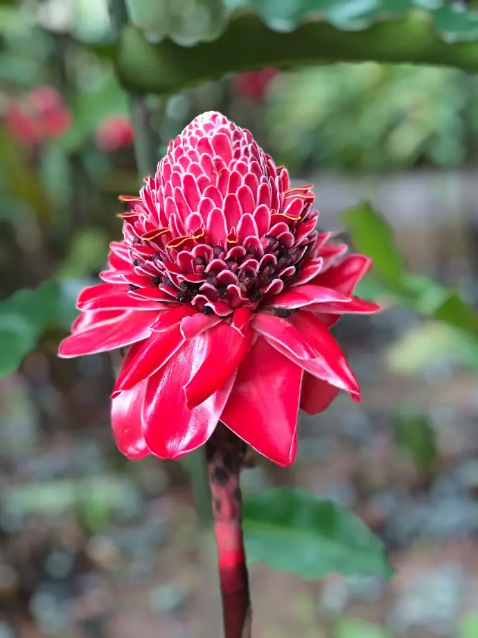 red and white flower in tilt shift lens