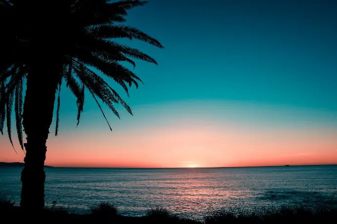 silhouette of tree at the shore during sunrise